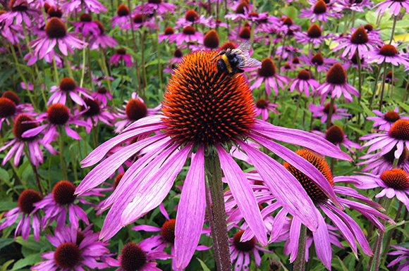 Echinacea purpurea Echinacea purpurea
