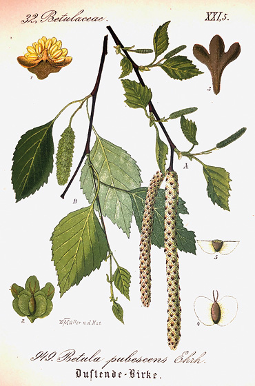 Sie gehört zur Familie der Birkengewächse (Betulaceae). Ihre Blätter wirken vielseitig heilend, zum Beispiel als Abführmittel.