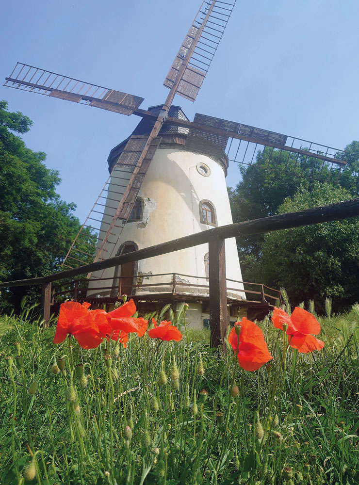 Nicht nur im Sommer, nicht nur zum Tag des offenen Denkmals – die Gohliser Windmühle erwartet Besuch im ganzen Jahr.

© Foto: Karsten Blüthgen